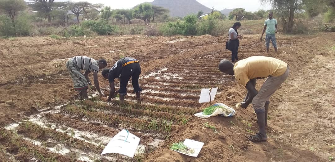 De Groot en Slot B.V. starts long-term onion project to improve the ...